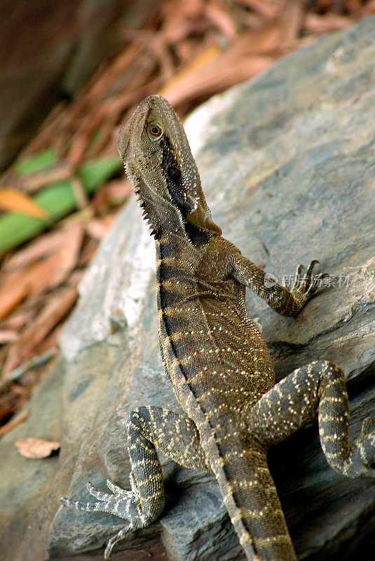 东方水龙蜥(Physignathus lesueurii)，澳大利亚